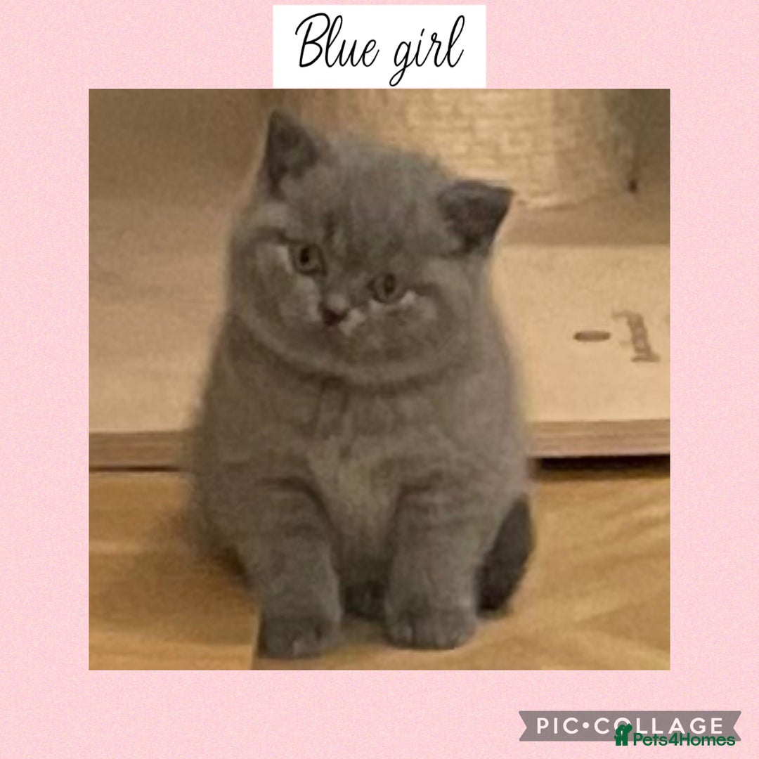 British Shorthair cats for sale: Beautiful GCCF British shorthair kittens - Image 2