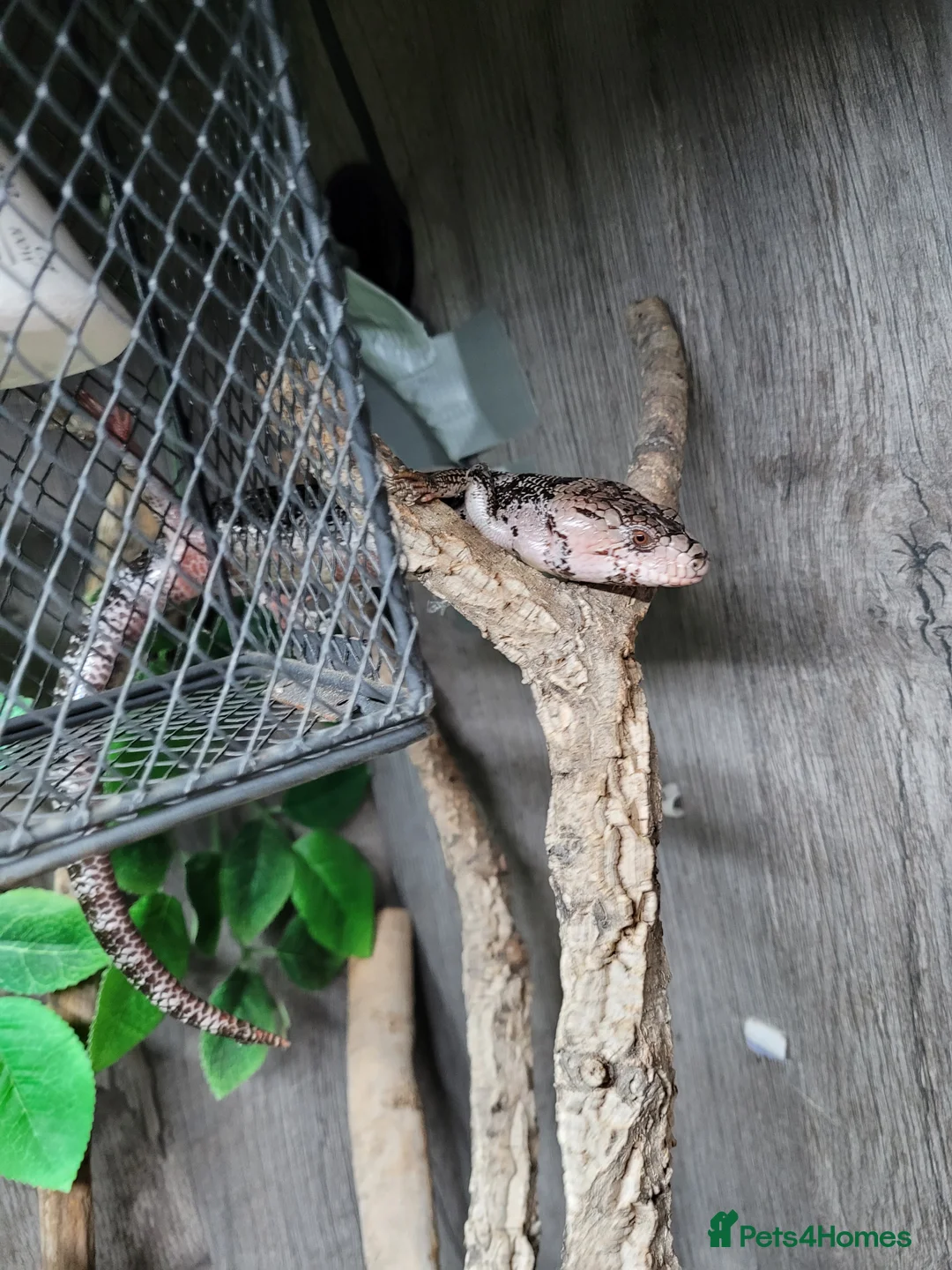 Skink reptiles for sale: Pink tongue skinks £250 each - Advert 3