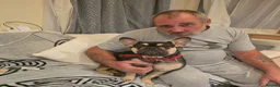 French Bulldog dogs for sale: French bulldog dog puppies  - Advert 5