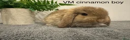 Mini Lop rabbits for sale: Stunning Mini Lops, Ready To Reserve - Advert 3
