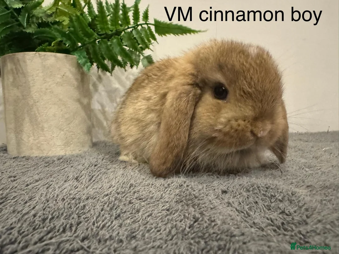 Mini Lop rabbits for sale: Stunning Mini Lops, Ready To Reserve - Advert 3