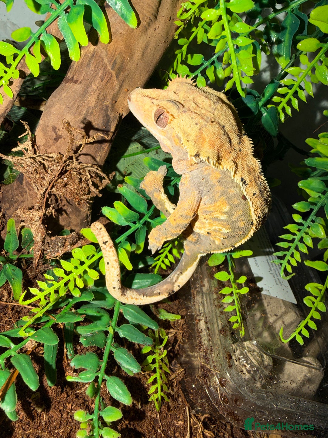 Gecko reptiles for sale: Breeding pair crested geckos and terrarium - Image 2