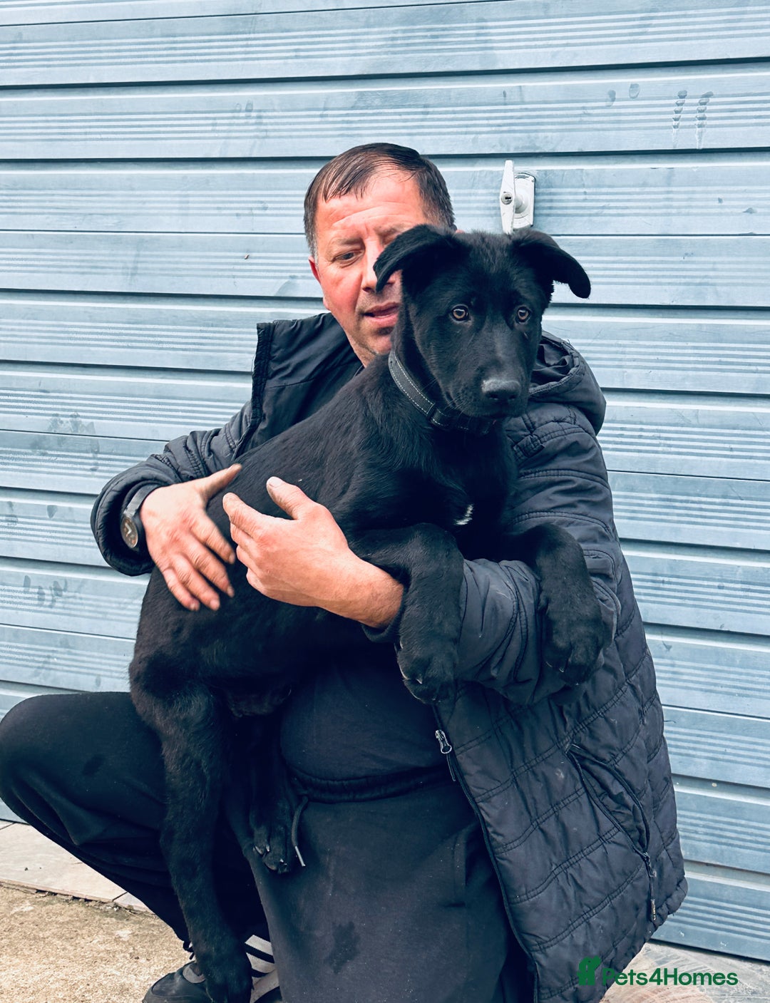 German Shepherd dogs for sale: Exceptional KC Reg DDR GSD Puppies Rare Bloodlines - Image 26