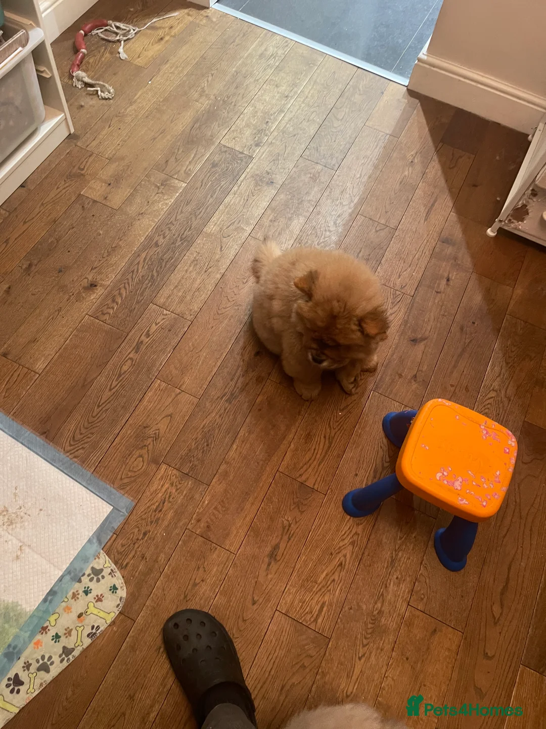 Chow Chow dogs for sale:  Chow chow  - Advert 10