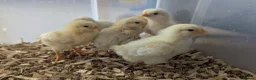 Chickens poultry for sale: Unsexed chics - Le Bresse and Lavender Aracouna  - Advert 4