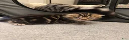 Scottish Fold cats for sale: Scottish Fold Kittens for Sale - Advert 11