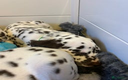 Dalmatian dogs for sale: This is an all liver litter of Dalmatian puppies - Advert 3