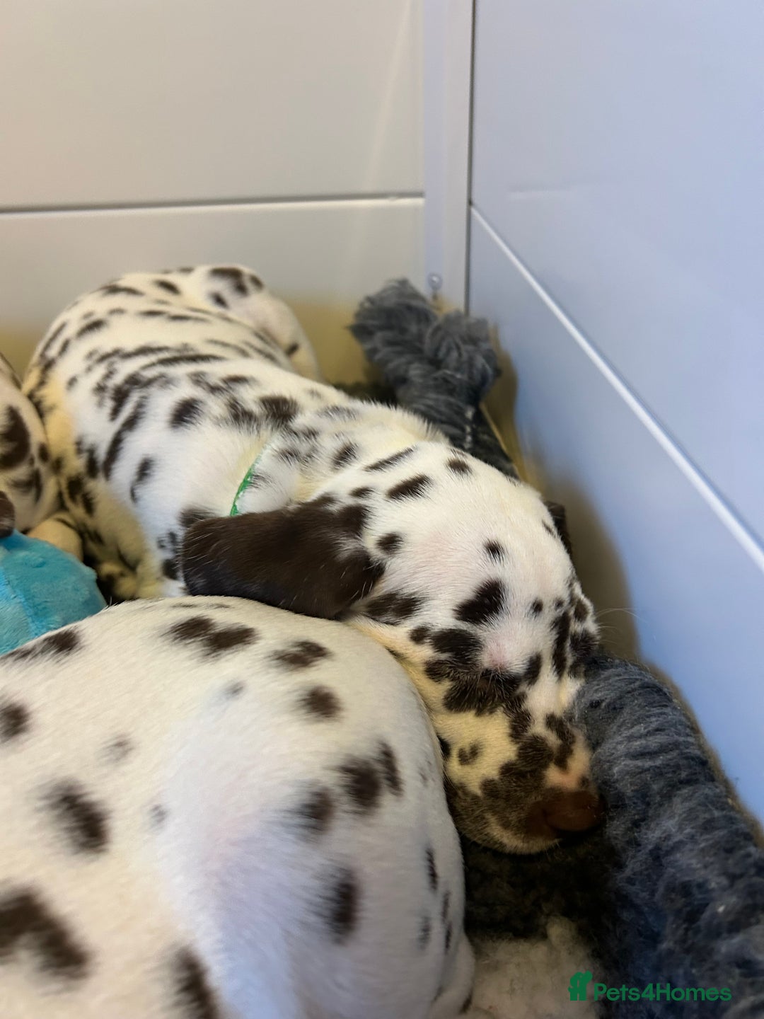 Dalmatian dogs for sale: This is an all liver litter of Dalmatian puppies - Advert 3