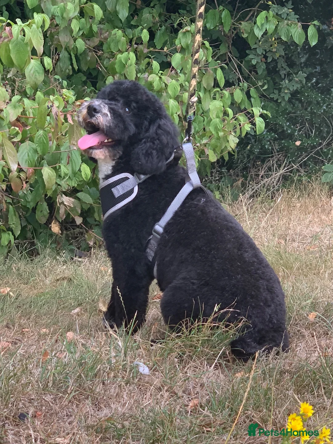 Mixed Breed dogs for sale: Australian cavapoo male  - Advert 2