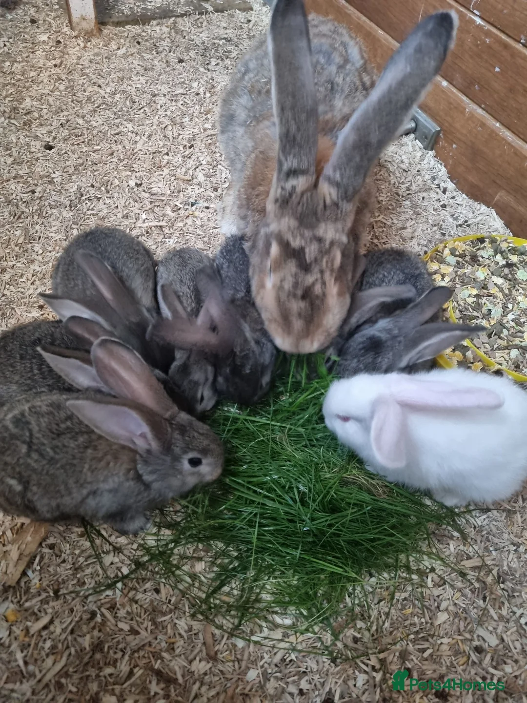 Continental Giant rabbits for sale: Continental Giants in Chester-le-Street - Advert 1