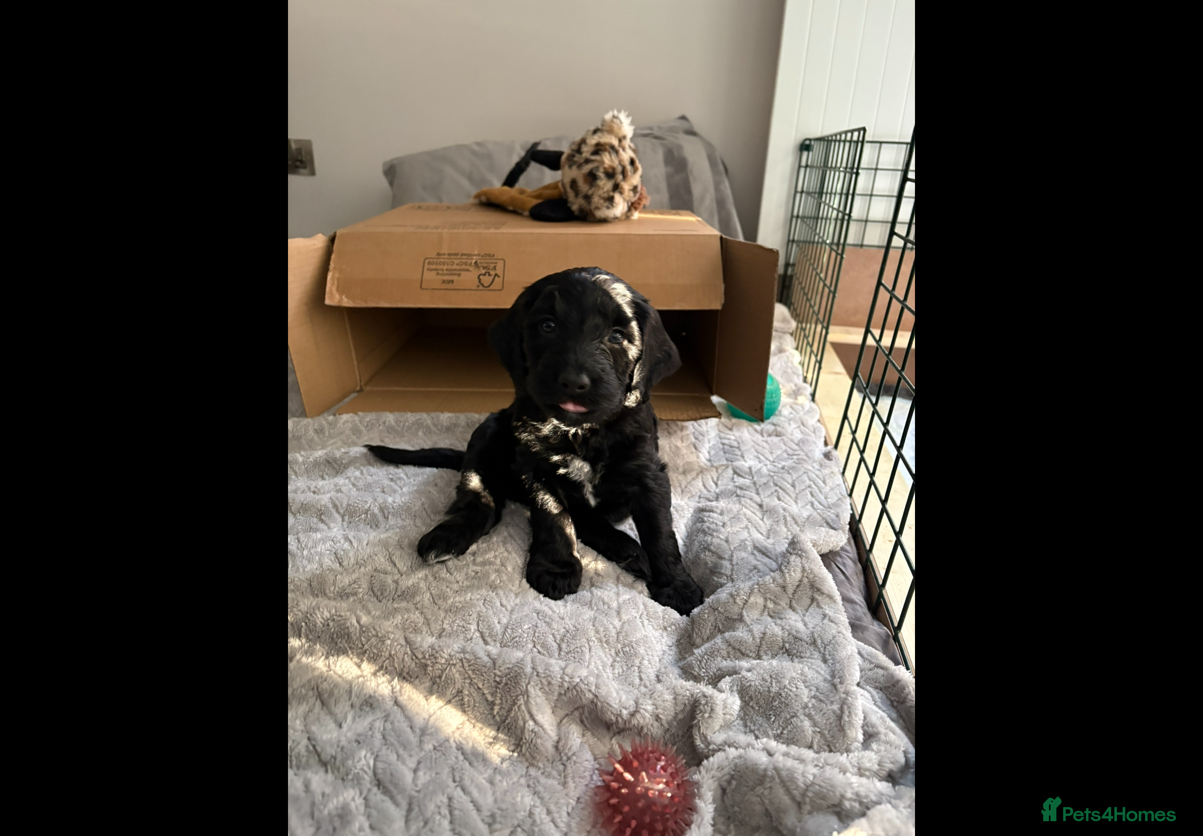 Mixed Breed dogs Miss Red - Advert 6