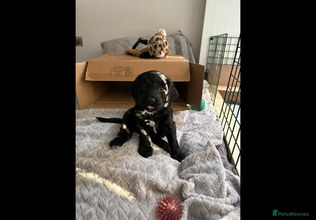 Mixed Breed dogs for sale: Miss Red - Advert 2