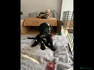 Mixed Breed dogs Miss Red - Advert 6