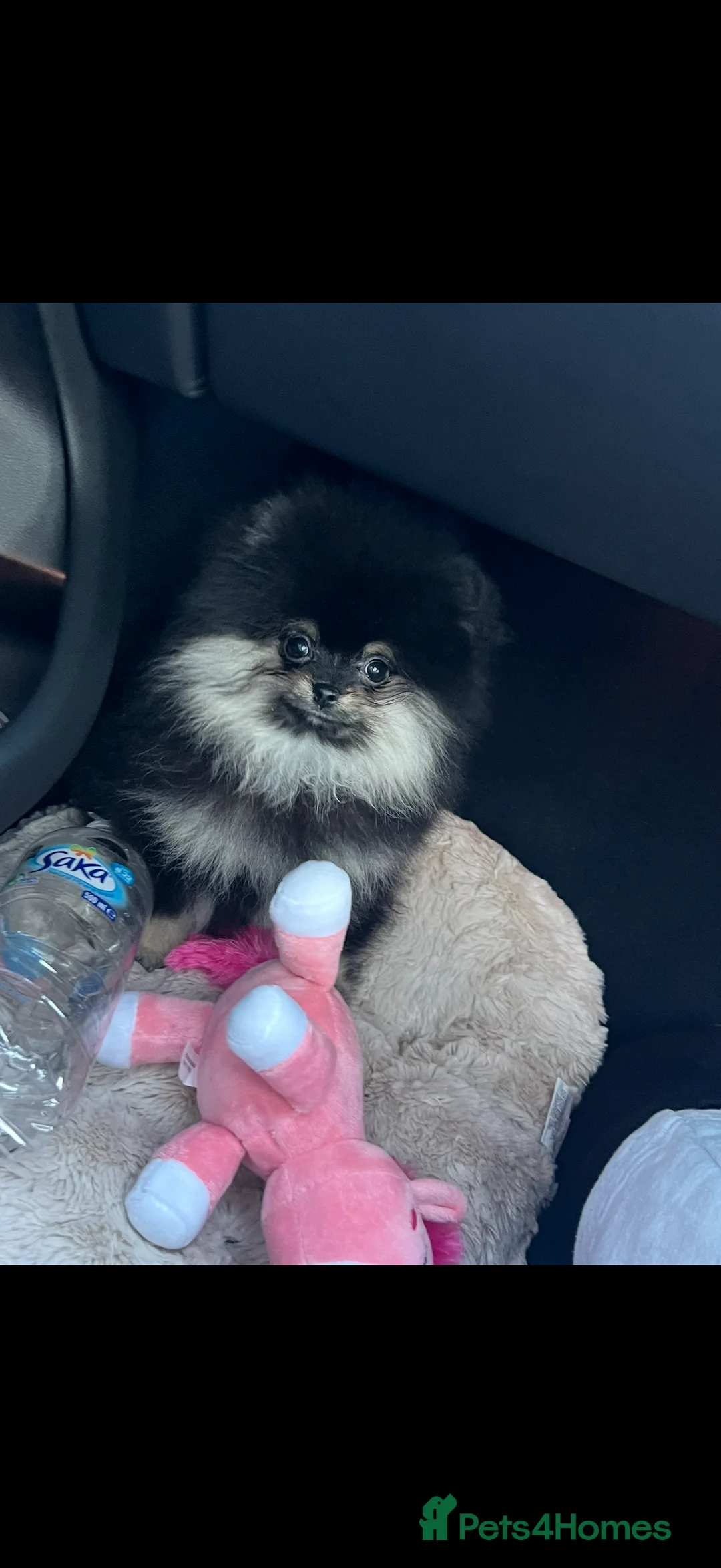 Pomeranian dogs for sale: Mini female Pomeranian - Advert 3