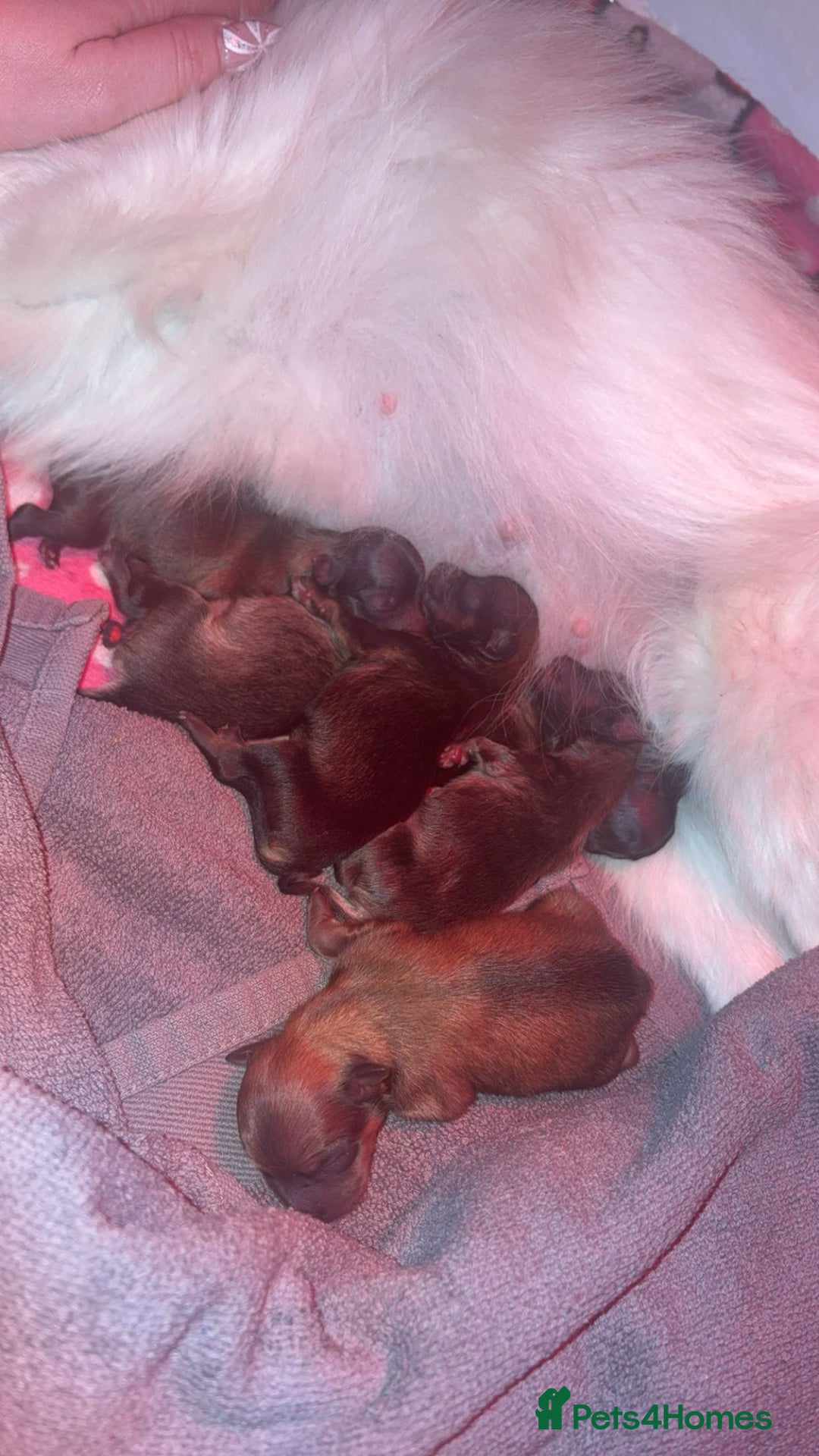 Pomeranian dogs for sale: Beautiful tiny Pomeranian puppies  - Advert 4