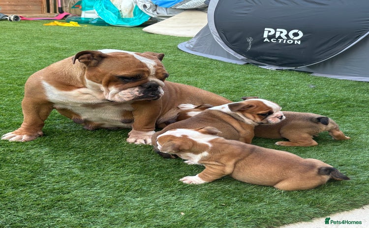English Bulldog dogs - Advert 6