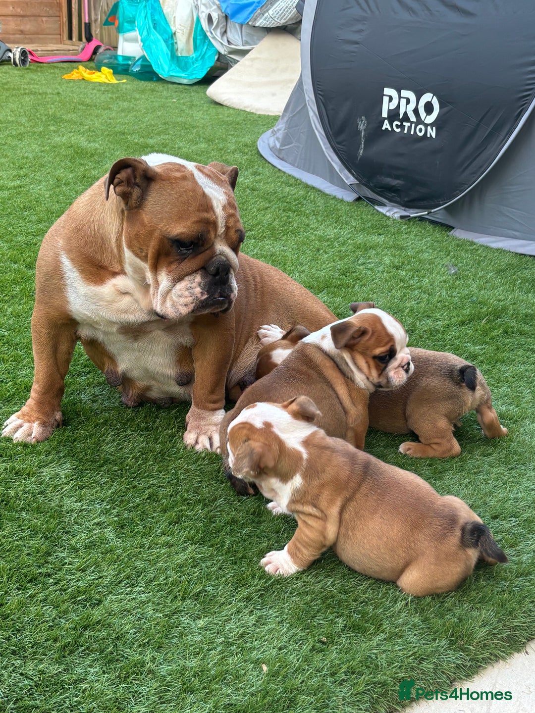 English Bulldog dogs for sale: English bulldog puppies  - Image 1