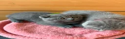Scottish Fold cats for sale: 7 Scottish fold 😍beautiful  healthy kittens - Advert 19