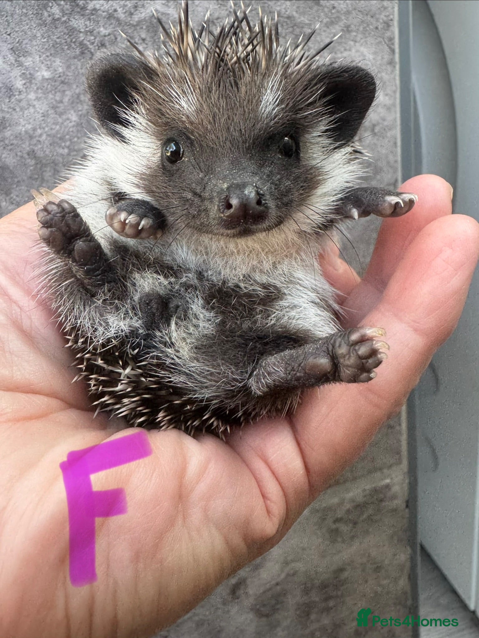 Pygmy Hedgehog rodents 8wk old APH babies mixed masks/colours setup poss  - Advert 1