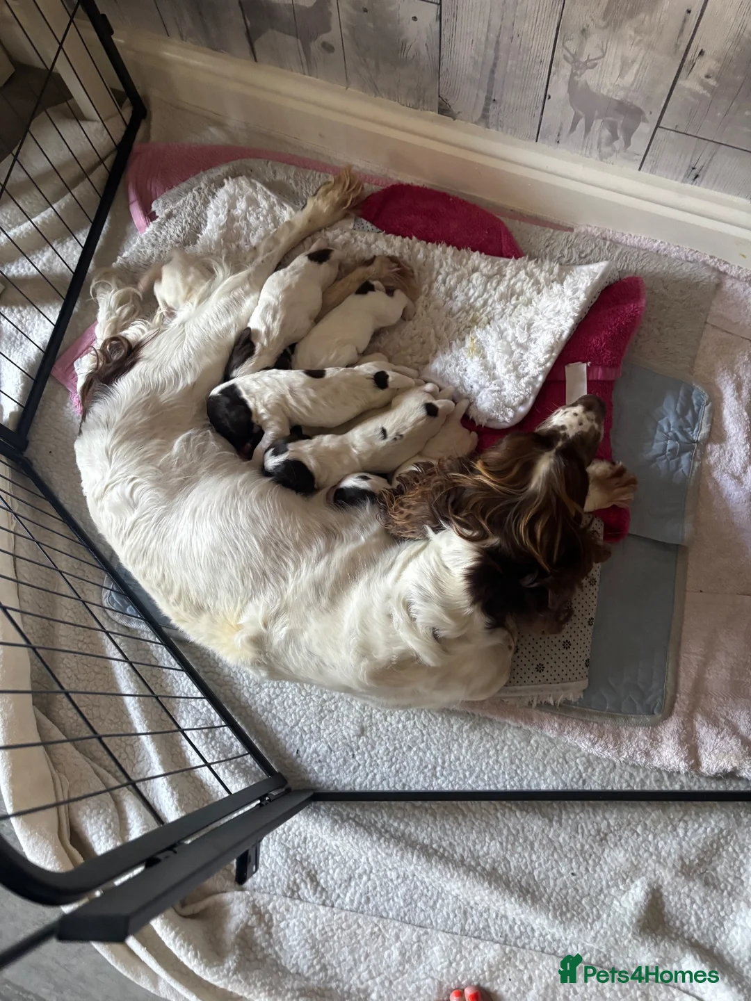 English Springer Spaniel dogs for sale: Miggers pups  - Advert 1