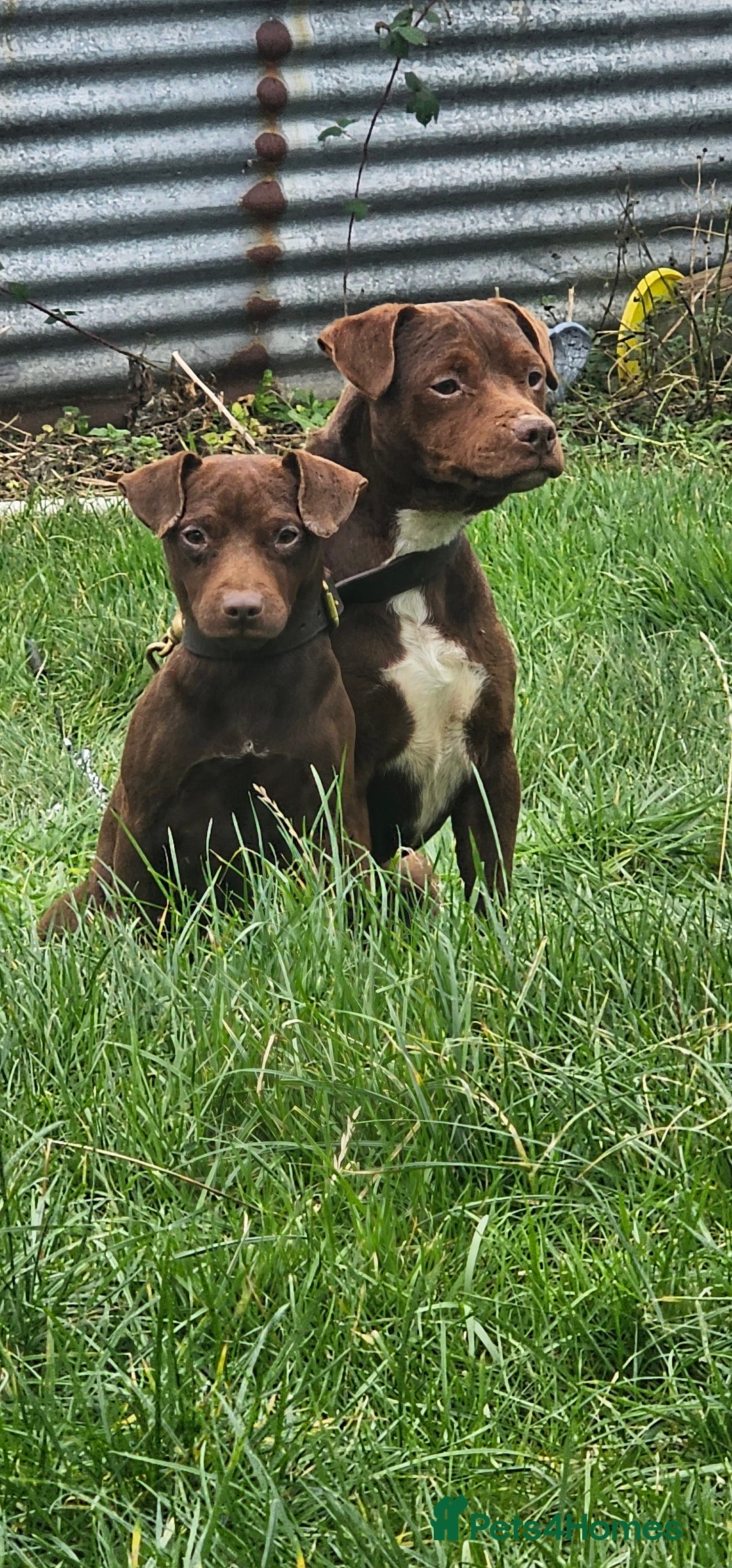 Patterdale Terrier dogs for sale: Chocolate paterrdale  - Image 5