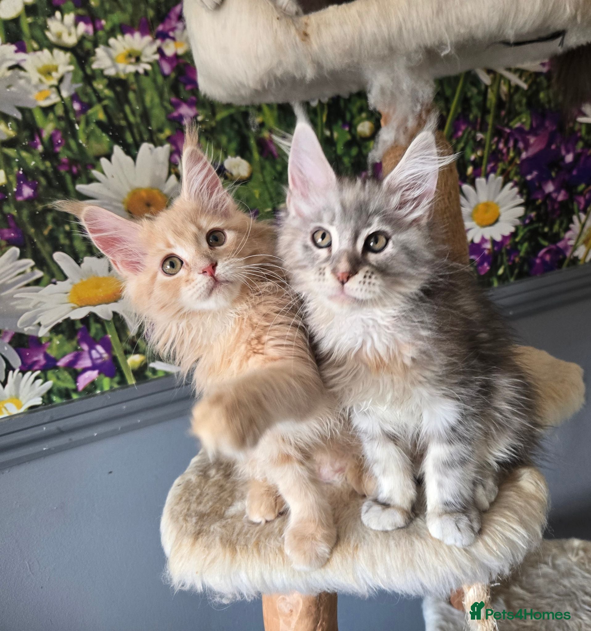 Maine Coon cats Stunning TICA registered girls - Advert 1