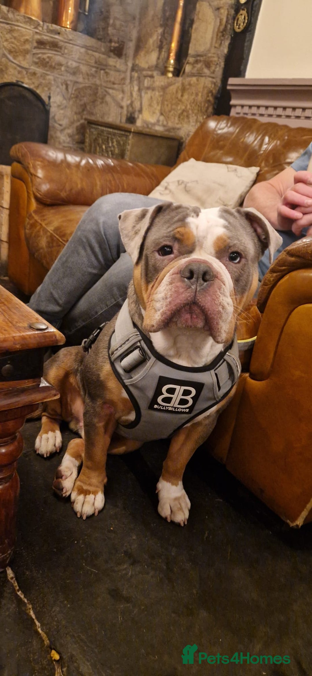 Olde English Bulldogge dogs for sale: old english bulldogg - Advert 9