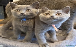 British Shorthair cats for sale: Stunning British ShortHair kittens GCCF registered - Image 2