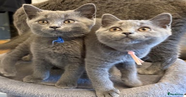 British Shorthair cats - Advert 16
