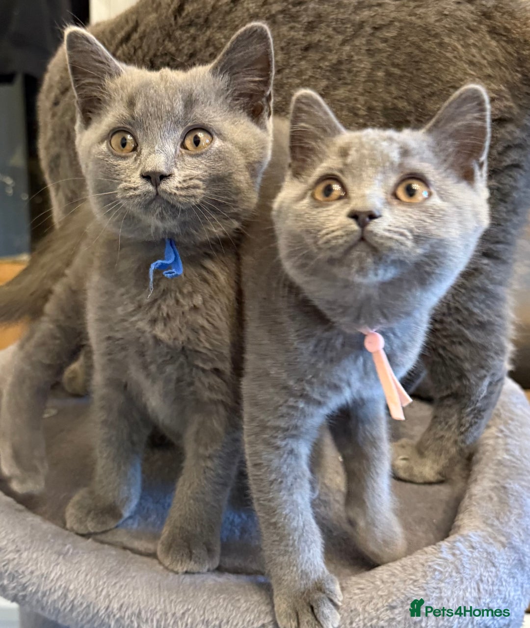 British Shorthair cats for sale: Stunning British ShortHair kittens GCCF registered - Image 2