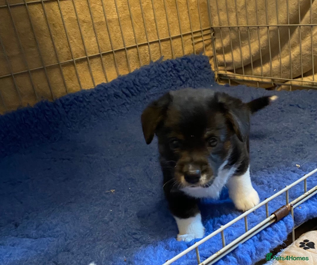 Welsh Corgi Cardigan dogs for sale: Welsh Cardigan Corgis by 5 ⭐️ Licensed Breeder - Advert 23