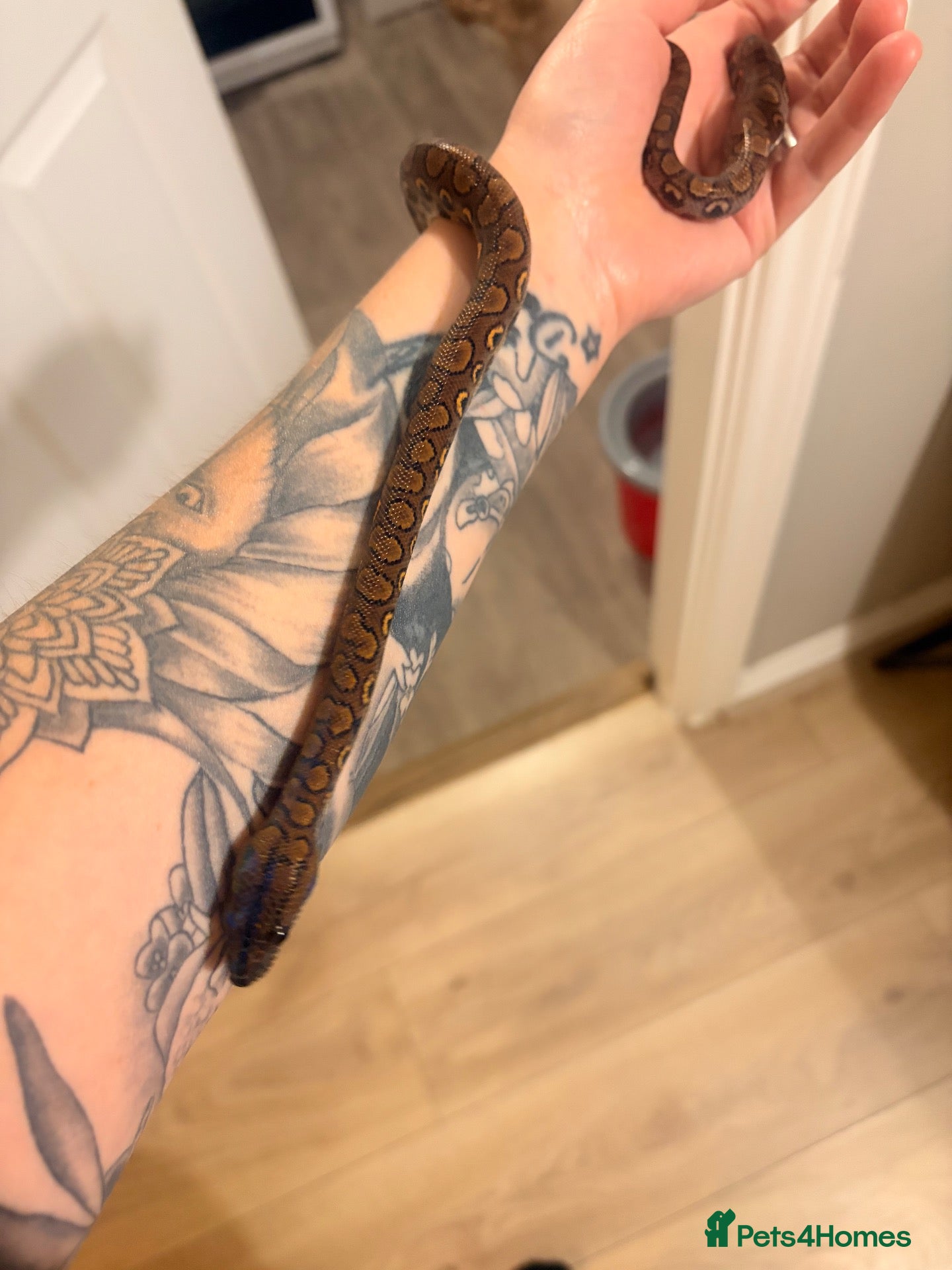Python Snake reptiles  a male Brazilian rainbow boa for sale  - Advert 1