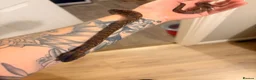 Python Snake reptiles for sale:  a male Brazilian rainbow boa for sale  - Advert 1