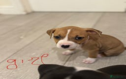 American Bull Staffy dogs for sale: For sale - Image 7