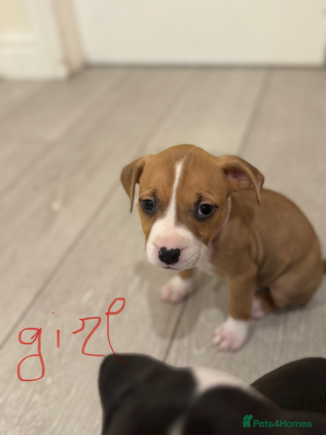 American Bull Staffy dogs for sale: For sale - Image 7