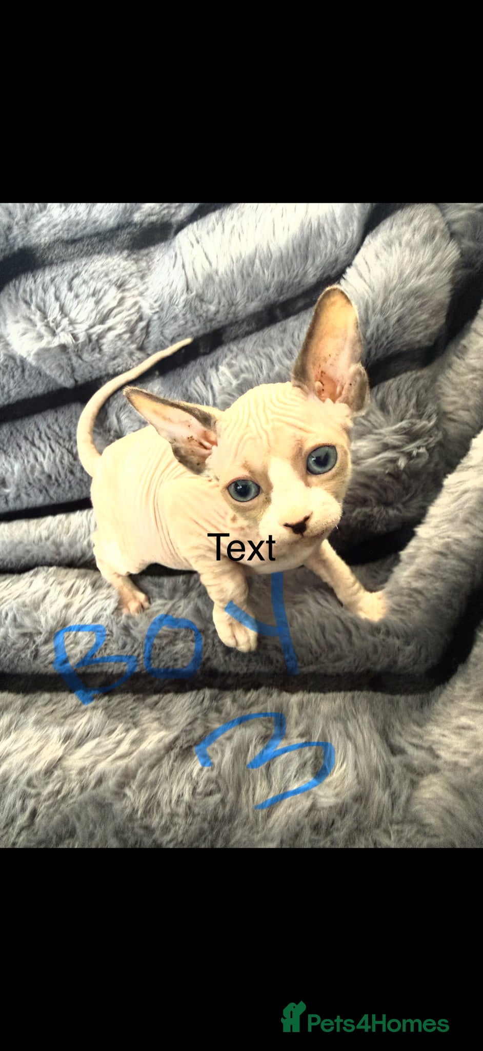 Sphynx cats sphynx kittens canadian ready to leave now . - Advert 2