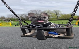 French Bulldog dogs for stud: Dog for stud - Image 11
