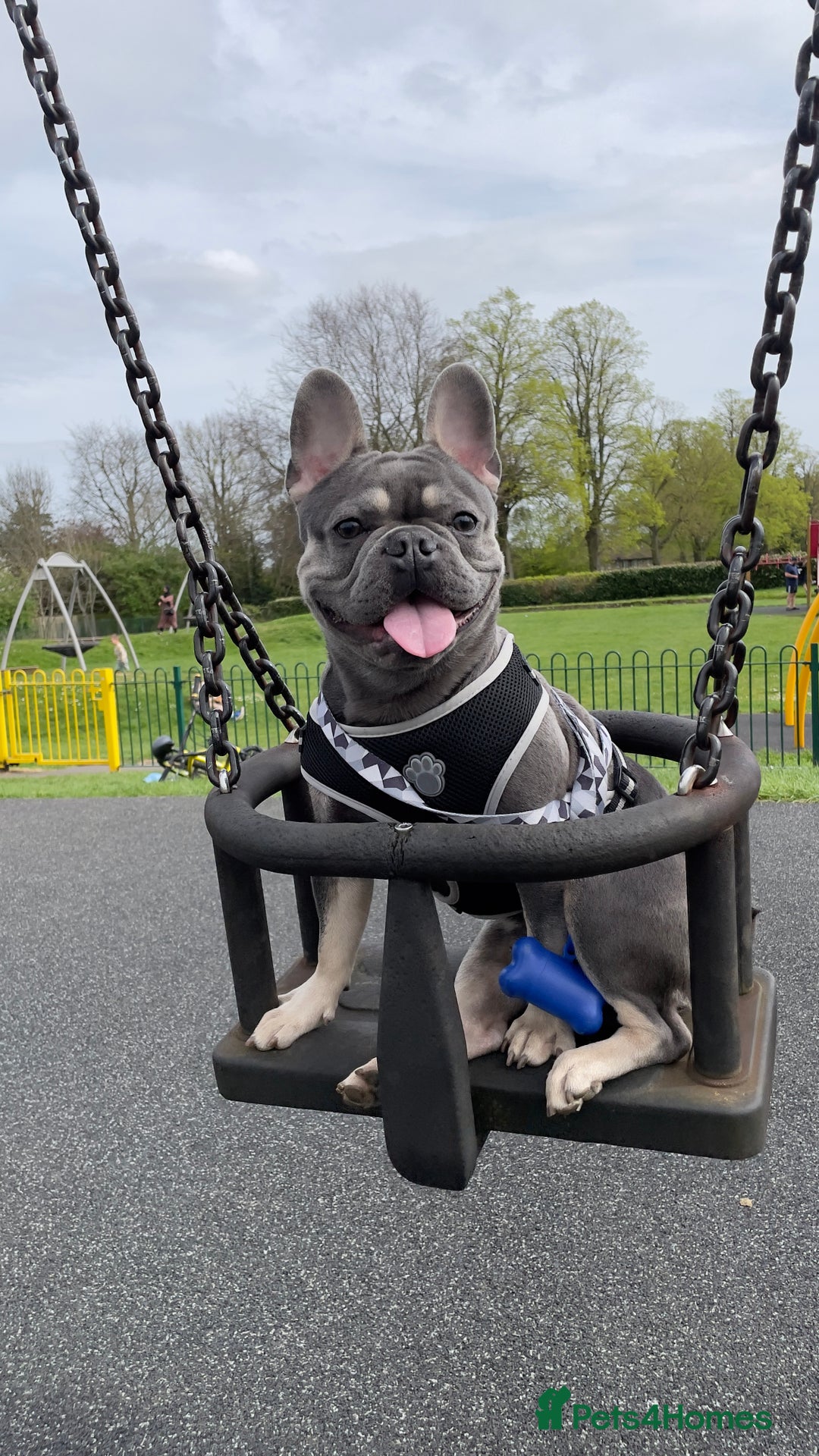 French Bulldog dogs for stud: Dog for stud - Image 11