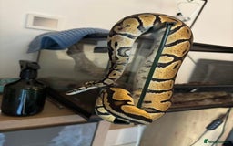 Python Snake reptiles for sale: Female Ball Python Rehome (Free) - Advert 3