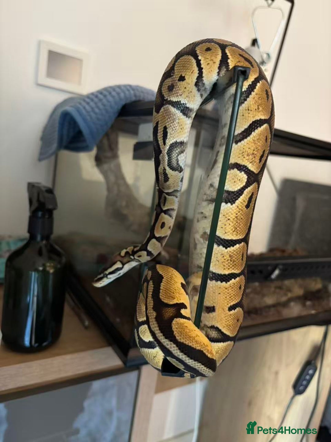 Python Snake reptiles for sale: Female Ball Python Rehome (Free) - Advert 3