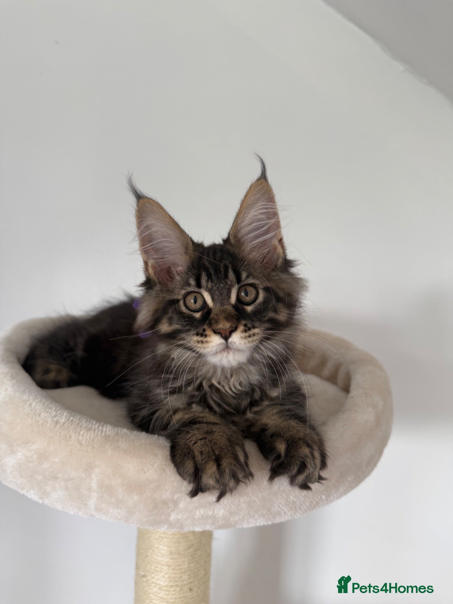 Maine Coon cats XL Russian Cubs 💙 - Advert 4