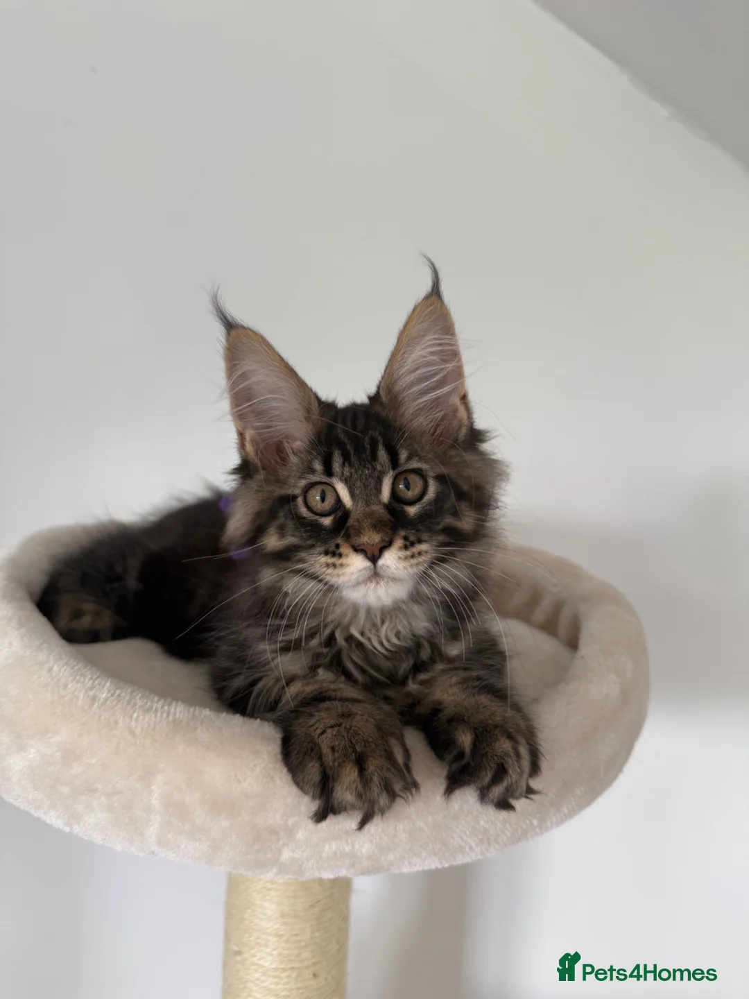 Maine Coon cats for sale: XL Russian Cubs 💙 - Advert 1