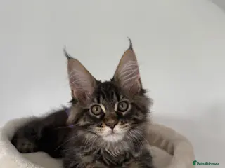 Maine Coon cats XL Russian Cubs 💙 - Advert 14