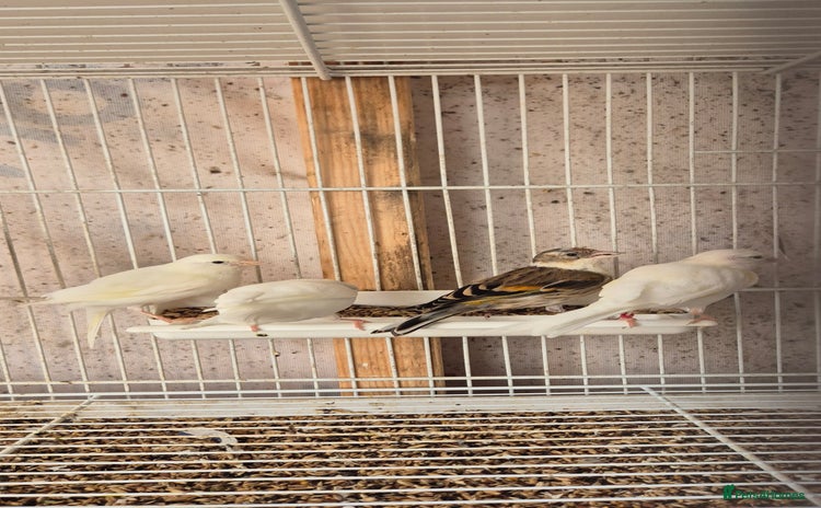 Canaries birds - Advert 1
