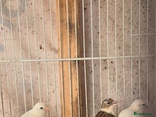 Canaries birds - Advert 11