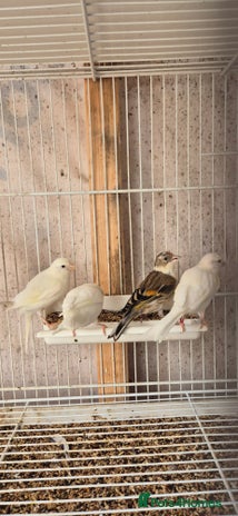 Canaries birds - Advert 7