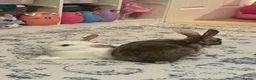 Rex rabbits for sale: Hazel and Snowy in Horsham - Advert 12