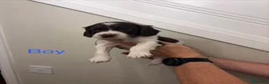 Cocker Spaniel 4