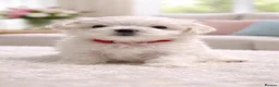 Maltese dogs for sale: Gorgeous fluffy white Maltese puppies. in Stirling - Advert 3