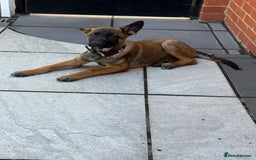 German Shepherd dogs for sale: BRUNO ~ STUNNING GERMAN SHEPHERD PUPPY - Image 2